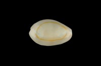 藏品(金環寶螺)的圖片